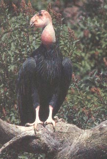 Condor de Californie