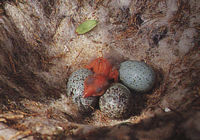 Oeufs