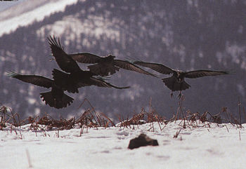 Grands corbeaux en vol