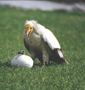 Vautour percnoptère (mcd)