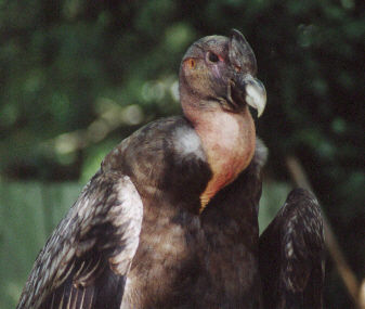 Condor des Andes (mcd)