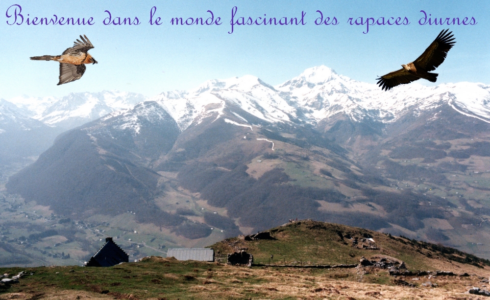 Vue des Pyrénées depuis Vielle-Aure (photo de l'auteur du site)