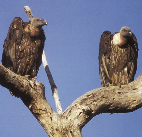 vautours chaugoun